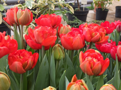 Ароматы и краски весны: в ботаническом саду Волжского, куда приглашают и камышан, -  аншлаг