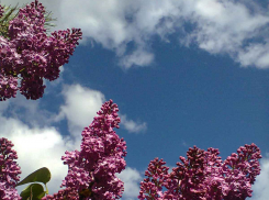  В первый рабочий день после праздников в Камышине пойдет дождь