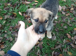 Добросердечные камышане ищут кров несчастному симпатяге-щенку