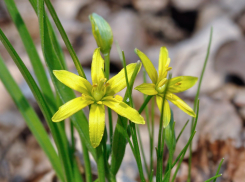 Синоптики отложили резкое потепление на неделю, сегодня в Камышине +8