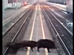 Камышинская прописка для четвероногих: кабаны, верблюды, коровы