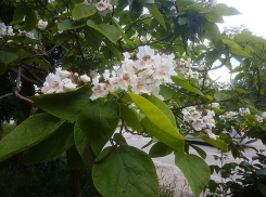 В городе Петров Вал Камышинского района высадили аллею белоснежных катальп в память о героях - о погибших героях СВО тоже