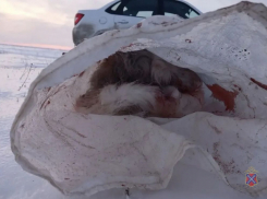 В Волгоградской области полицейские задержали охотников, застреливших краснокнижных сайгаков для жаркого