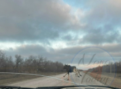 В Волгоградской области попал на камеру грациозно скачущий по федеральной трассе среди белого дня лось