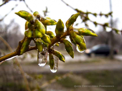 В Камышине деревья покрываются ледяной коркой, а синоптики говорят о редком блокирующем антициклоне