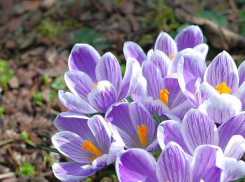 В Камышине, как и во всем регионе, началась акция «Вестники весны-2019»