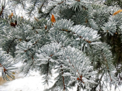 В Камышине семьям погибших бойцов СВО чиновники предложили ограниченное число новогодних подарков - почему и кем ограниченное?