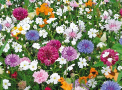 Бригады зеленого хозяйства Камышинского МБУ «Благоустройство» выращивают рассаду для Аллеи Влюбленных