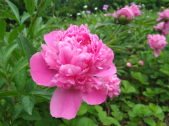 Жара и гроза - таким окажется наступающий понедельник для камышан