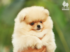 Камышанке ну очень хотелось завести шпица, и она рискнула 16 тысячами