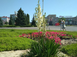 В Камышине постановили разом голосовать по Конституции, московскому или местному времени и по площадкам для благоустройства