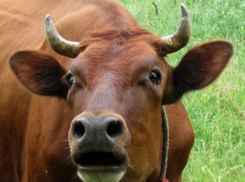 Жительница  Камышинского района хотела купить коров, а осталась без денег 