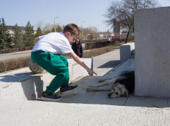 4-летнему малышу собака вцепилась в лицо в Волгограде  