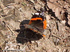 «Бабочки летают, бабочки!»: в Камышине 17 апреля яркое солнце будет «поднимать» столбики термометров (ВИДЕО)