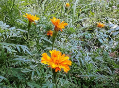 Августовский зной продолжает испытывать камышан на выносливость