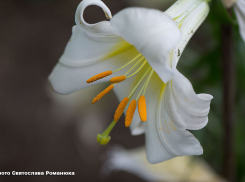 В Камышине суббота 17 июня ожидается облачной, жаркой и с небольшим дождем