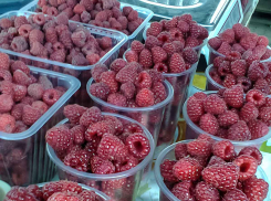 Роспотребнадзор с небольшим опозданием «прописал» камышанам малину для роста новых клеток в мозге