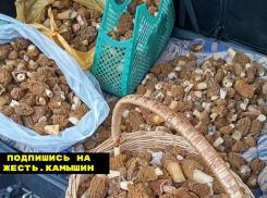 В Волгограде сморчки продают по цене мяса, в Камышине - по цене костей от мяса