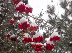 «Желтый» уровень опасности ввели в Волгоградской области, в Камышине ночью ожидается мокрый снег