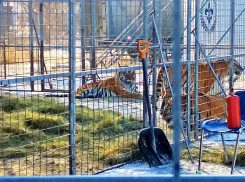 Возможно, «Цирк слонов» приезжал в Камышин в последний раз - Госдуме предложили запретить передвижные зверинцы