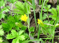 Майская жара с +19 возвращается в Камышин