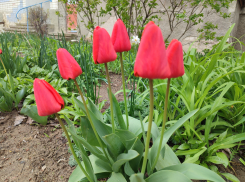 В Камышине пойдет дождь 24 апреля - хорошо, что не снег!