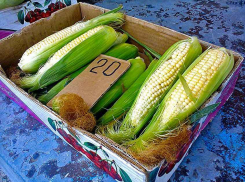 Камышинские школьники приноровились зарабатывать на перепродаже кукурузы