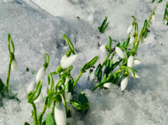 Где в Волгоградской области расцвели настоящие подснежники - галантусы