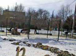 В Камышине в городском парке стали «выводить» на прогулки лебедей и индоуток