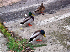 Камышане в лирическом настроении приходят на реку покормить уток (ВИДЕО)