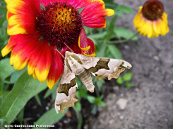 Духота и 35-градусное пекло накрывают Камышин