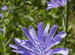 Свежий ветерок и +22 прогнозируют синоптики в Камышине 22 июня