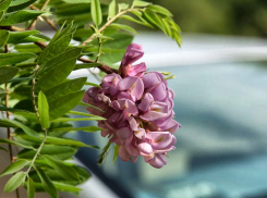 Вроде не вязы: власти Камышина доложили, что в 2025 году высадили больше полутысячи деревьев и кустарников в городе