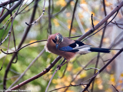 В Камышине будет тепло 2 ноября на фоне ветра южных направлений