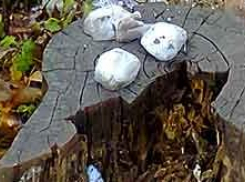 Во Фролово госпитализированы две девочки, отравившиеся древесным грибом