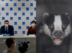 Лечить COVID-19 барсучьим жиром начали в Волгоградской области на фоне опустевших аптек, - «Блокнот Волгограда»