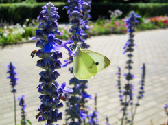 Порцию летней свежести ощутят камышане: погодная повестка на 19 августа