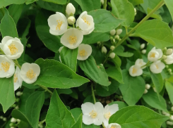 Для камышан передышки от дождей пока не предвидится