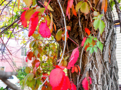 Камышан бросит из жары в холод: штормовое предупреждение объявили в Волгоградской области