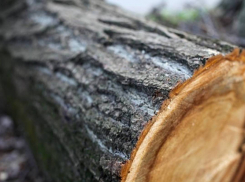 Чтобы не погибнуть от холода, селянин отправился рубить дубы и попал под уголовную статью