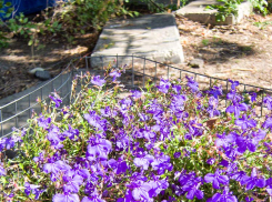 +24 и солнце: погода в Камышине не может не радовать горожан