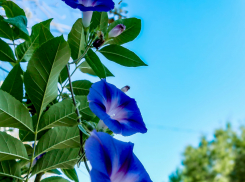 В Камышине сегодня, 28 августа, +25, но жара будет нарастать