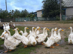 Хлопотные должности сельских глав оказались весьма популярны у участников выборной кампании в Камышинском районе