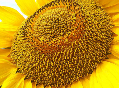 Почему медики советуют беременным есть больше семечек, которых Волгоградская область вырастила - завались!