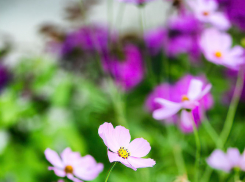 Погода: «раскаленная» неделя вновь испытает камышан на выносливость