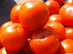 На рынках Камышина появились местные вишни, абрикосы и помидоры по 120 рублей за килограмм