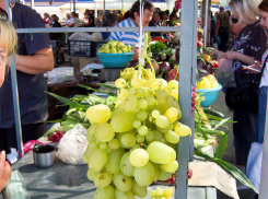 Роспотребнадзор велел камышанам есть виноград для профилактики болезни Альцгеймера