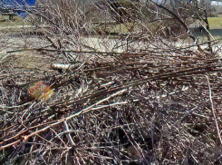 Где в Камышине перекроют проезд завтра, 25 марта, из-за обрезки веток