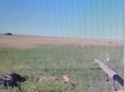 Читатели «Блокнота Камышина» сообщают о «свалке» мертвых лис и кабана, убитых током недалеко от границы Камышинского района (ВИДЕО)