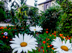 30-градусную отметку преодолеют столбики термометров в Камышине 23 сентября